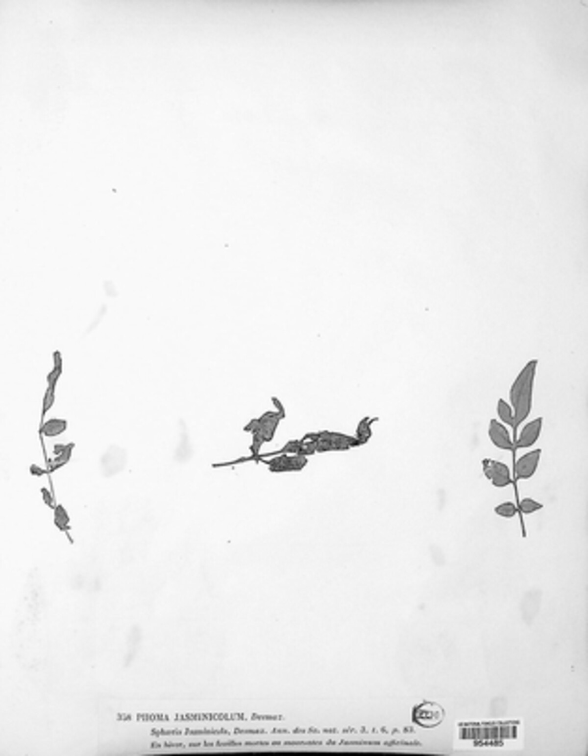 Phoma jasminicola image